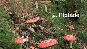 ☀️Песни для ведьмочек, травниц, фей??