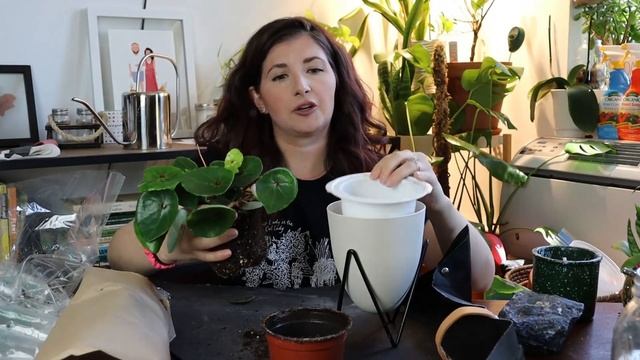 Rare Begonia Unboxing - Begonia Red Ruby / Begonia Care 101 смотреть онлайн