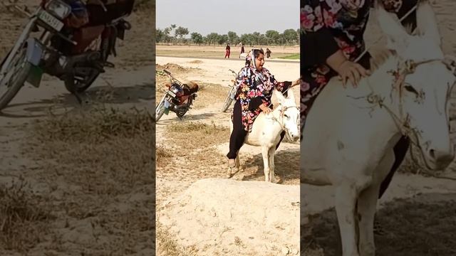 very funny donkey ride amazing смотреть онлайн