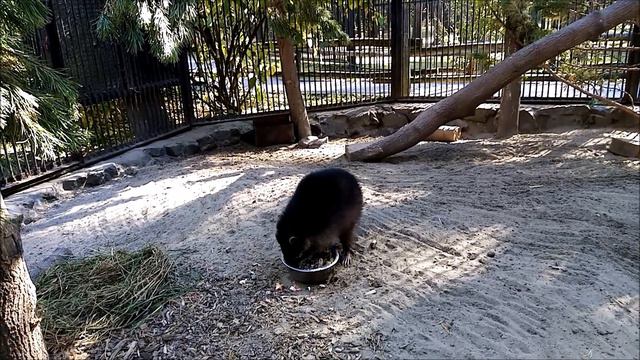 Енот после еды занимается фитнесом 13.09.2022 смотреть онлайн