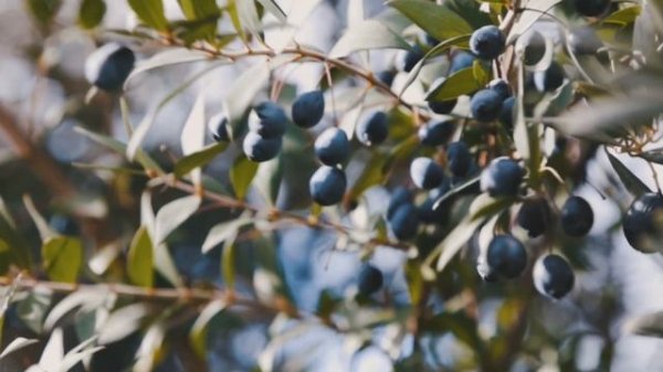 Дизайнерская посуда: чаша "Оливковая ветвь" от Michael Aram / ВЕЧНАЯ КЛАССИКА