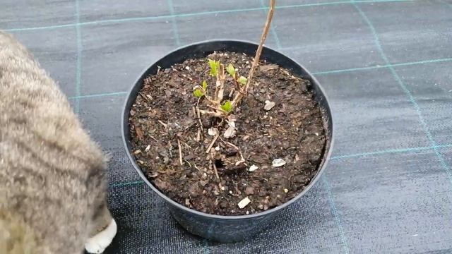 Прибавка к Клюкве и т. д. смотреть онлайн