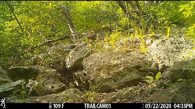 Texas Trail Cams - Gray Fox with Babies - May 24, 2020 смотреть онлайн
