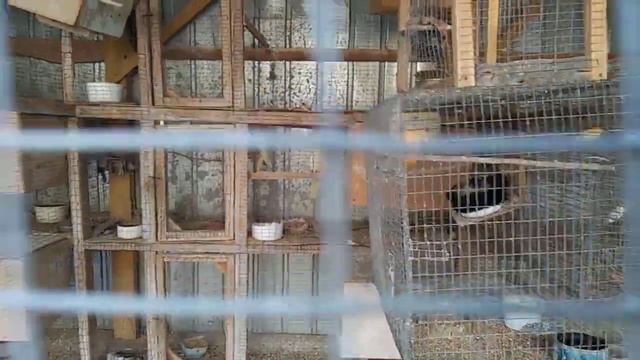 Попугаи волнушка, карела, рисковые амадины, канарейки. смотреть онлайн