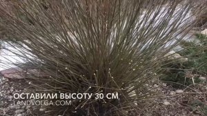 Стрижка ИВЫ НАНА / Омолаживающая обрезка / обрезка на пень/ стрижка ивы/ ландволга