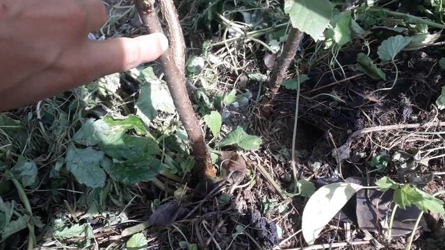 Черенкование фундука. Случайное но результативное. смотреть онлайн