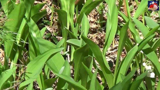 А Фет О первый ландыш Родные края смотреть онлайн