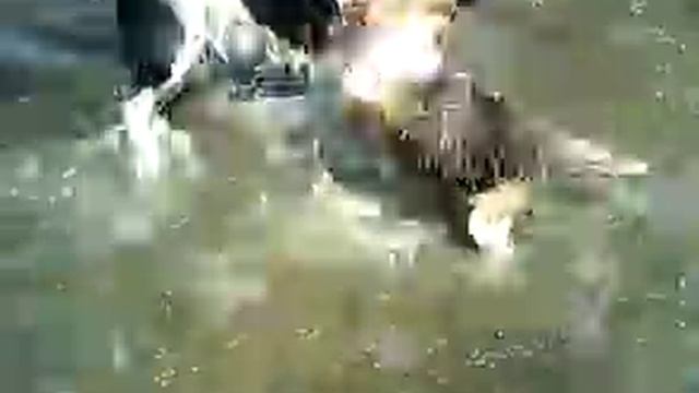 Собака ищет хозяина. Любит воду, детей, нейтрально относится к другим животным. смотреть онлайн