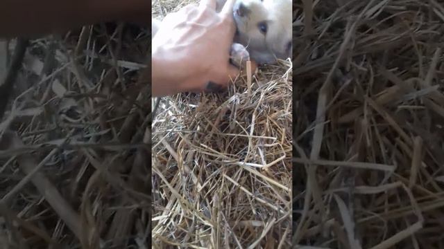 Шабака 2 смотреть онлайн