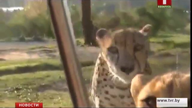 Гепарды удивили туристов необычными звуками смотреть онлайн