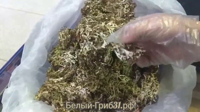 Исландский мох сушёный. Белый-Гриб31.рф. Продажа смотреть онлайн