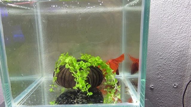 1Петушок! СТАРАЯ самка СМОЖЕТ ли нерестится!? НАЧАЛО! смотреть онлайн