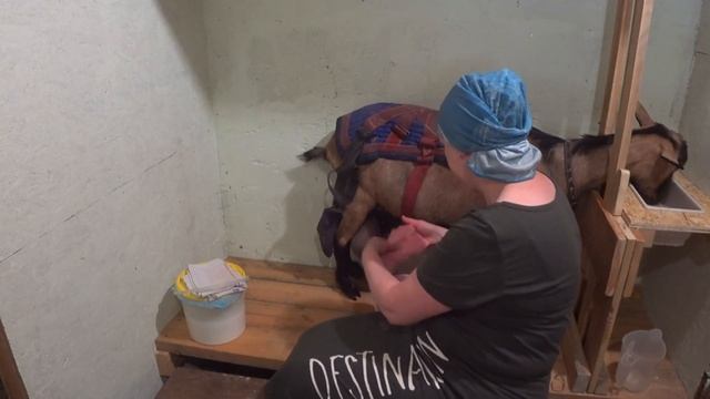 Продолжение...про доильный станок. Козы на дойке. смотреть онлайн