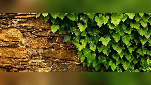 Плющ садовый смотреть онлайн