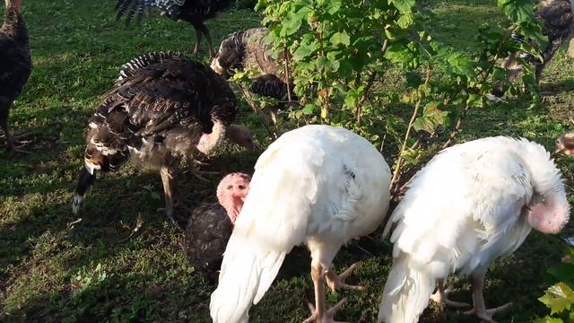 Индюки НЕ выгодно/Индюков выращивать не буду/Где Индюшки/Лечение петуха смотреть онлайн