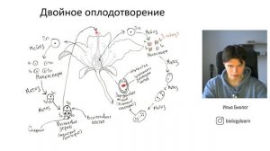 Двойное оплодотворение ЕГЭ биология