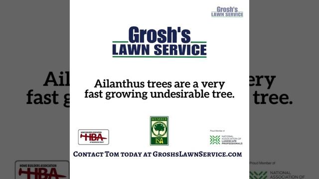 Ailanthus Tree Martinsburg WV Removal Landscaping Contractor смотреть онлайн