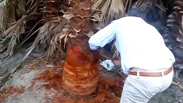 PODA DE WASHINGTONIA FILIFERA. EN FERNAN NUÑEZ