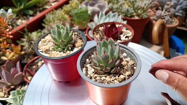 UNA HISTORIA SUCULENTA #propagación #echeveria #agavoides смотреть онлайн
