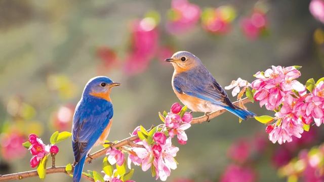 Солнечные сны муз. Артёмов Ю.В. сл. Кебич Л.А. смотреть онлайн