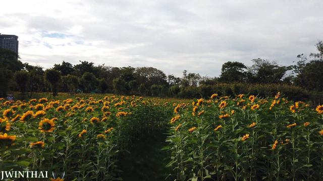[4K] Walking around Sunflower Field in Bangkok with Nature Sounds смотреть онлайн