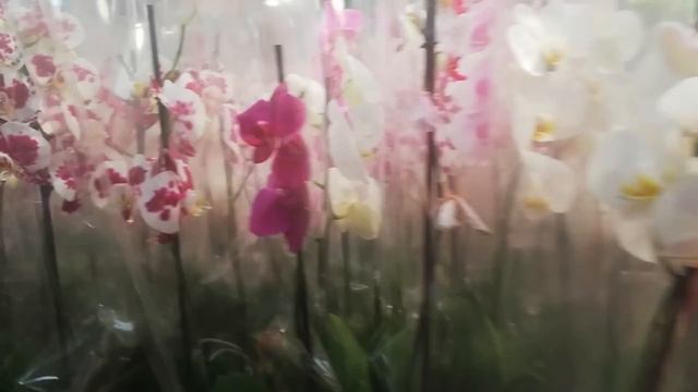 Москва Долгожданная Акция в JMP Flowers. Только 1 день, только 2 Апреля. Фаленопсисы по 600 рублей. смотреть онлайн