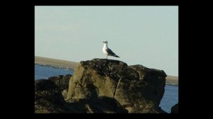 Остров Диксон и его окрестности. #9