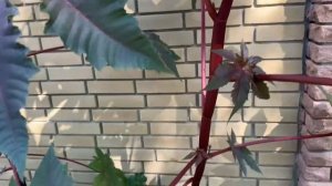 Клещевина Гибсона - великолепное растение !