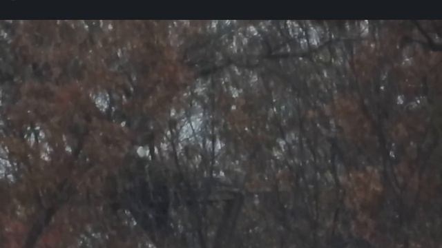 🦅Friday .{2:38} Hoff Road eagles work on their nest. Hanover,Pa eagles.by Karen Lippy, 11/2023 смотреть онлайн