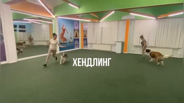 Хендлинг и фитнес зал Дон-Бреме смотреть онлайн