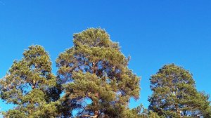 Как отличить саженец кедра от сосны?