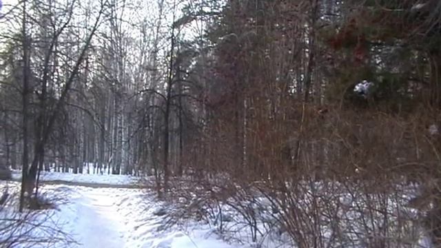 Akademgorodok   Novosibirsk   Russia
