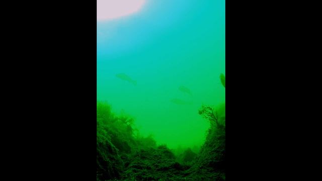 Семья темных горбылей. Глубина 10 м. Черное море. смотреть онлайн