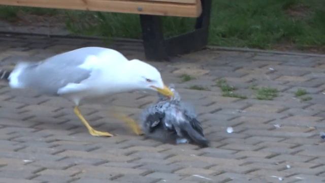 Анапа и ее суровые чайки что едят голубей смотреть онлайн