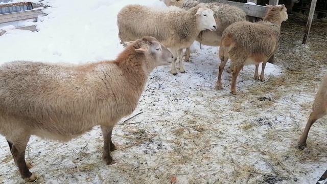 Рентабельность содержания Катумских овец смотреть онлайн