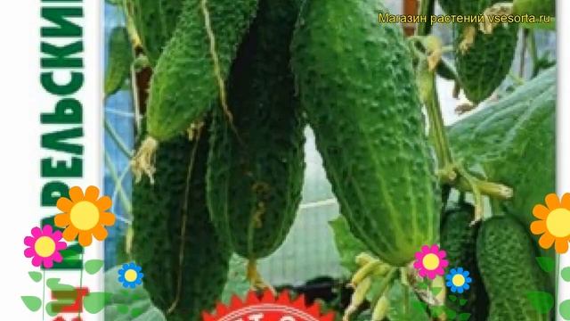 Огурец партенокарпический Карельские Шишки F1. Краткий обзор cucumis sativus Karelskie Shishki F1 смотреть онлайн