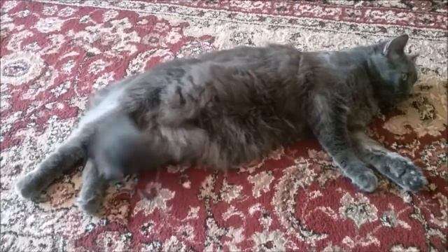 猫 A Cat's Life Кошачья жизнь. Жизнь животных в США. смотреть онлайн
