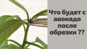 Что будет с авокадо после обрезки.  А также делаю КОМПОЗИЦИЮ из 3-х АВОКАДО в один горшок...