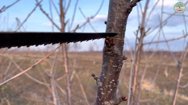 Кербовка черешні. Важливі технічні прийоми. смотреть онлайн