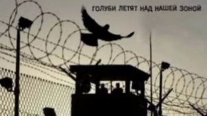 Забар Голуби летят