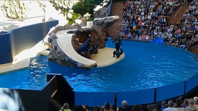 Морские котики и морской лев из Лоро-парка смотреть онлайн