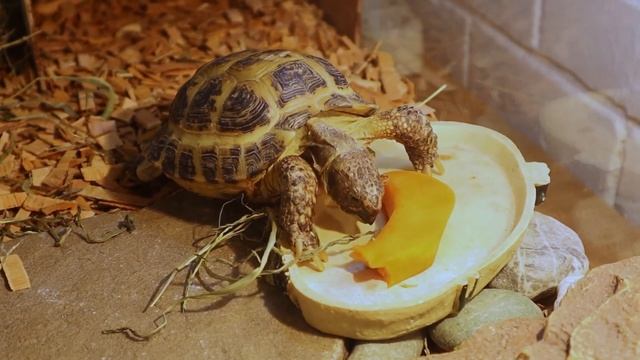 Что нужно купить для содержания сухопутной черепахи. Среднеазиатская черепаха смотреть онлайн