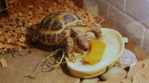 Что нужно купить для содержания сухопутной черепахи. Среднеазиатская черепаха