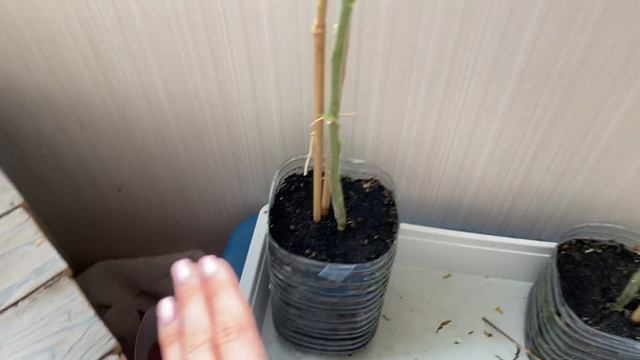 4 сентября 2020) какой обьем нужен томатам для обильного плодоношения?!)) смотреть онлайн