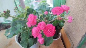 пеларгония Dynasty daji