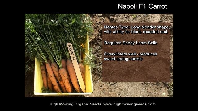 Organic Napoli F1 Carrot смотреть онлайн
