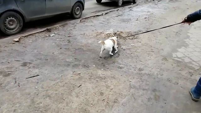 Ужас!Гуляем со своей собачкой Джек Расселом терьером Зеной и попадаем в реальную аномальную зону! смотреть онлайн