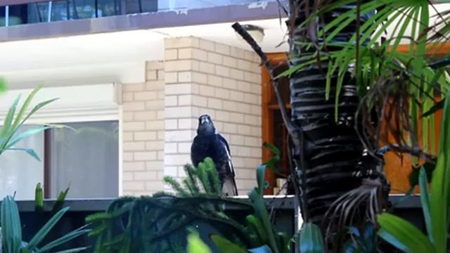 В продолжение темы о сороках :) смотреть онлайн