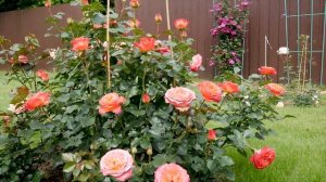 Видео обзор розы Вулкано - Vulcano (W. Kordes' Söhne 2019)