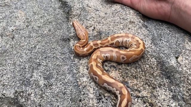 Episode 85: Using hatchling blood python body language cues to have great first interaction смотреть онлайн